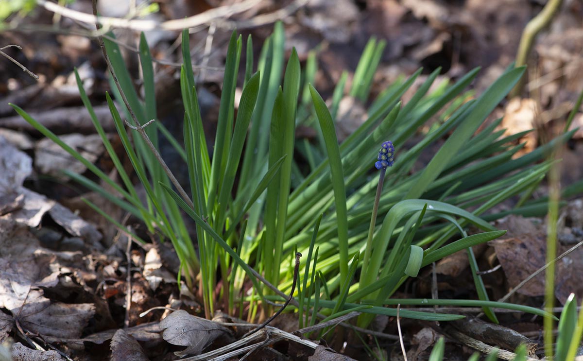 Habitus (Blätter)